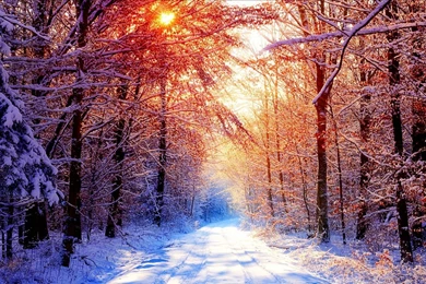 Snow Forest Wallpapers 2015   Grasscloth Wallpapers