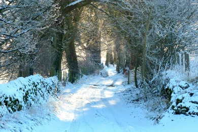 Snowy Forest Road Wallpapers