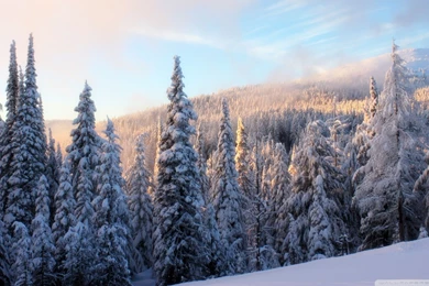 Snowy Fir Branch Wallpapers