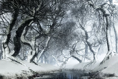 Snowy Winter Forest Wallpapers