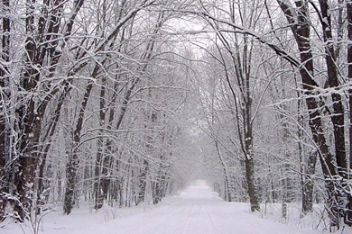 SNOWY FOREST WALLPAPER   (