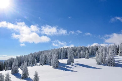 Amazing Bright Sun Over The Snowy Forest Wallpapers   Nature ...