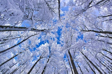 Beech Forest Photo – Nature Wallpapers – National Geographic Photo ...