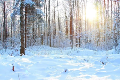 Snowy Forest Wallpapers   Nature Wallpapers