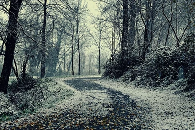 Path Through The Snowy Forest Wallpapers   Nature Wallpapers