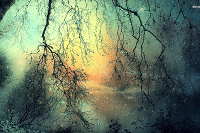 Snowy Forest Wallpapers   Nature Wallpapers