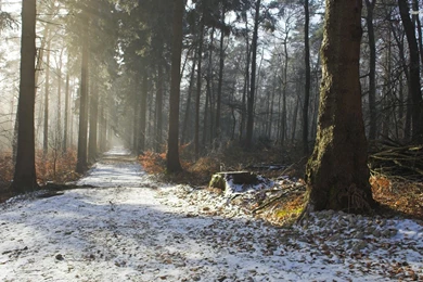 Snowy Forest Trail Wallpapers   Nature Wallpapers