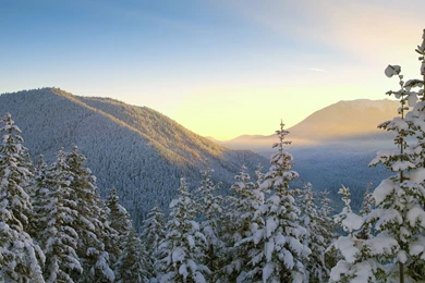 Snow Forest Wallpapers