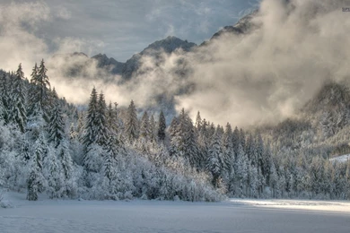 Fog Rising From The Snowy Forest Wallpapers   Nature Wallpapers ...