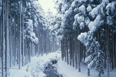Winter Forest HD Wallpaper, Winter Forest Pictures, New Wallpapers
