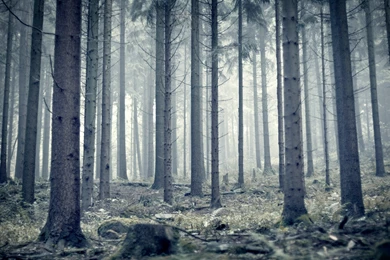 Landscapes Snow Forest Wallpapers