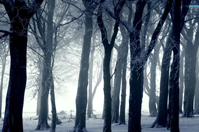 Dark Forest In Winter Wallpapers   Photography Wallpapers