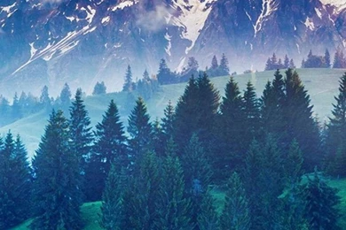 Forest iPhone 5s Wallpapers