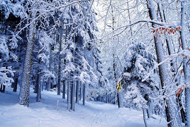 Blue Snowy Forest Wallpapers