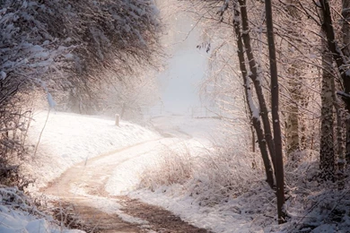 Path Through The Snowy Forest Wallpapers   Nature Wallpapers