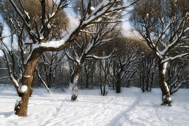 1920x1080 Snowy Forest Desktop PC And Mac Wallpapers