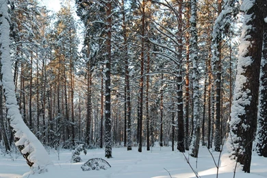 Sun Above The Snowy Forest Wallpapers   Nature Wallpapers