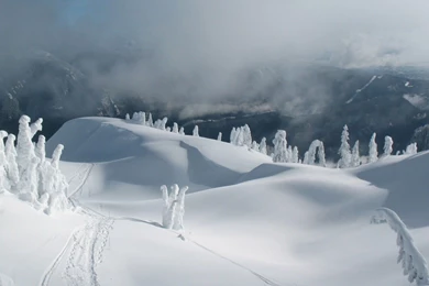 Fog Rising From The Snowy Forest Wallpapers   Nature Wallpapers ...