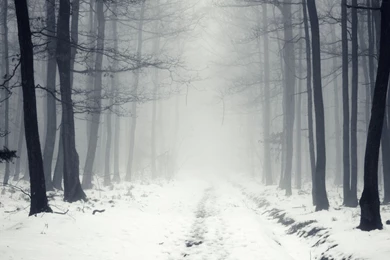 Snowy Path In The Foggy Forest Wallpapers   Nature Wallpapers