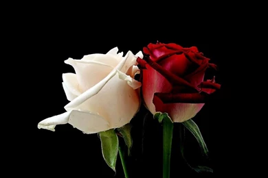 Flower Images Hd Rose And Wallpapers Download