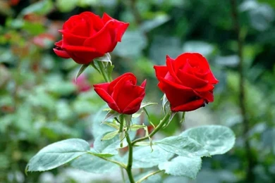 Mind Blowing HD Red Rose Wallpapers ~ Allfreshwallpapers