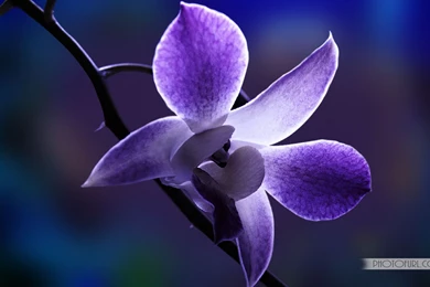 Blue Rose Wallpapers HD Pictures (25)