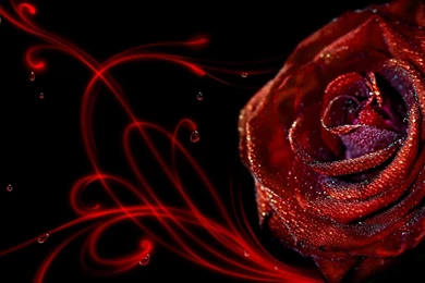 Best Rose HD Wallpaper Digital Image Vector Picture.jpg