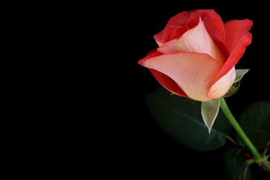 Single Red Rose Wallpapers Flowers
