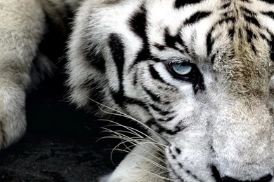 Tiger android Wallpaper HD 1080x1920 white tiger male animal.jpg