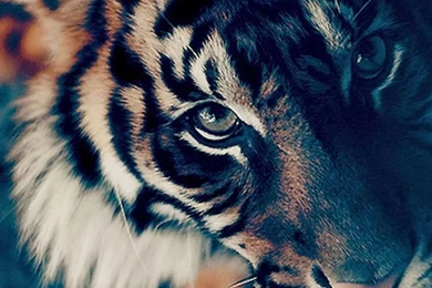 Bengal Tiger Closeup iPhone 6 Wallpapers