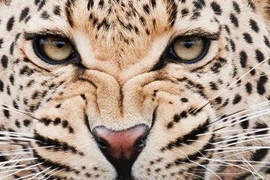 iPhone 6 Plus Tiger 05 HD Wallpapers   Wallpapersmobile.net