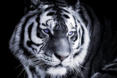 1080x960 Mobile Phone Wallpapers Download   8   1080x960 ...