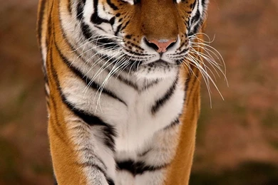Tiger android Wallpaper HD 1080x1920 tiger animal mobile wallpaper.jpg