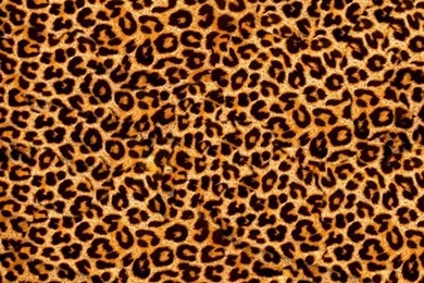 Leopard Backgrounds Pictures