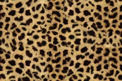 Leopard Backgrounds Photo By Wookawookie