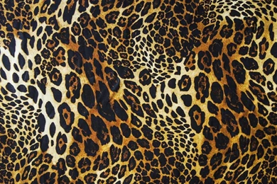 Leopard Backgrounds Wallpapers