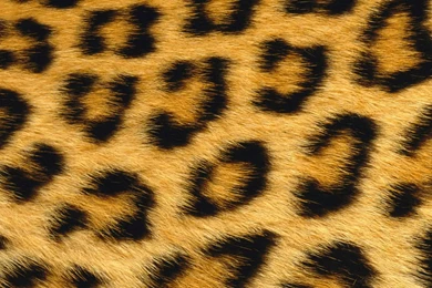 Gallery For   Cheetah Skin Wallpapers