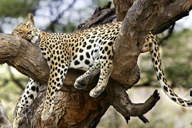Leopard Wallpapers HD Free Download
