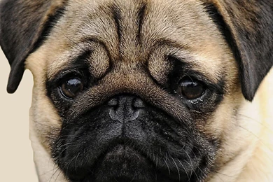 Tan Pugs   Wallpaper.