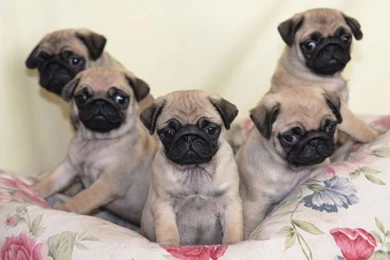Pug Wallpaper, Screensaver, Background. Cute Pug Puppies
