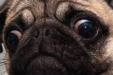 Download Wallpapers 640x960 Pug, Dog, Face, Sadness, Cookies iPhone ...