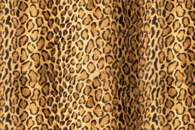 Leopard Wallpapers   Wallpapers High Definition