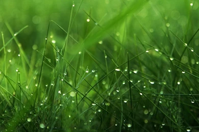 Amazing Grass Wallpapers