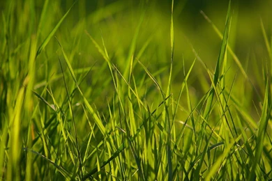 Spring Grass Wallpapers Pack By Ythor On DeviantArt