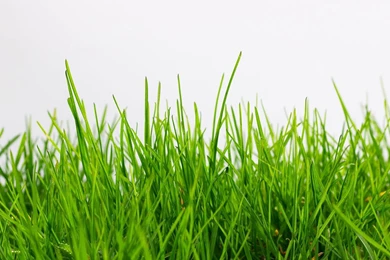 Grass Wallpapers