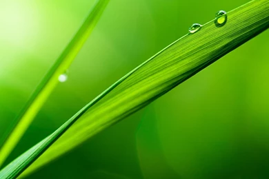 Daily Wallpaper: Macro Grass