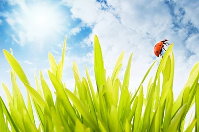 Ladybug On Grass Wallpapers