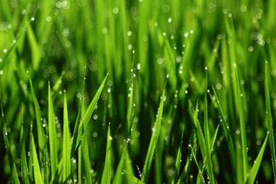 Leaves Hd Wallpapers ›› Page 2