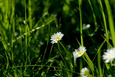 Daisy In The Grass Wallpapers