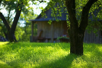 Summer Garden Green Grass Wallpapers